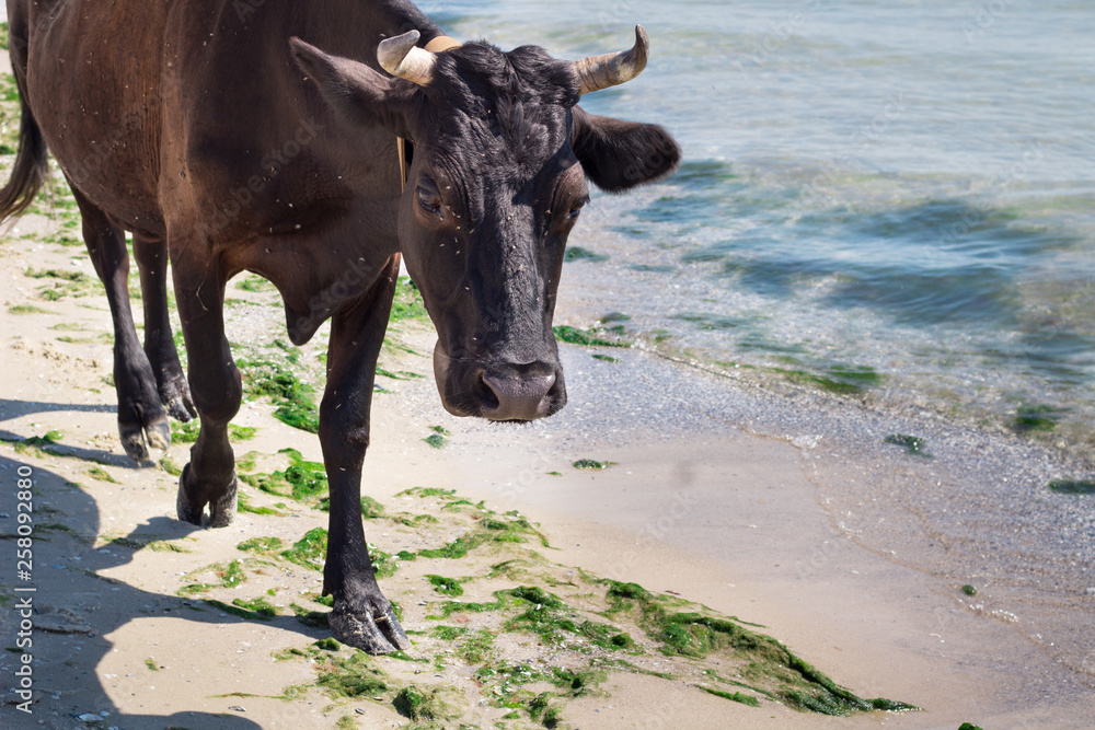 Domestic farm red black cow walks on sea coastal beach coastline