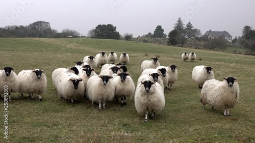 Funny curious sheep looking and walking towards the camera