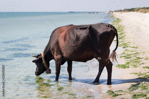 Thirsty domestic farm red black cow walking on sea beach drinking water