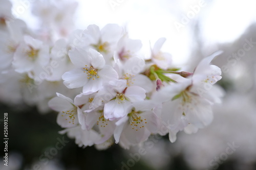 flowers of cherry tree