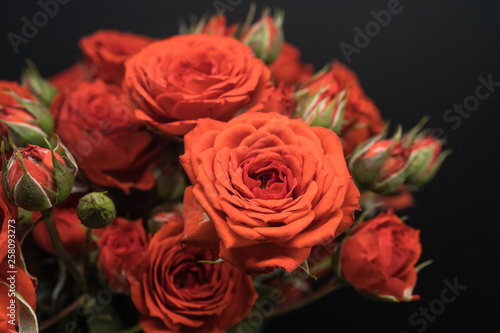 red miniature rose close up shot on black background 