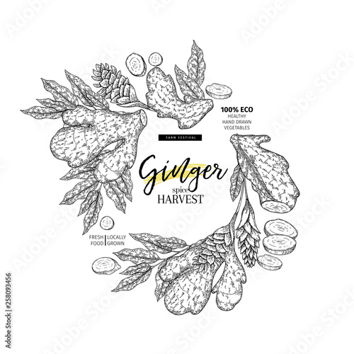 Hand drawn ginger root and leaves. Engraved vector banner. Food condiment package design temoplate. Food ingredient, aromatherapy, cooking. For cosmetic, medicinal herb, treating, healthcare.