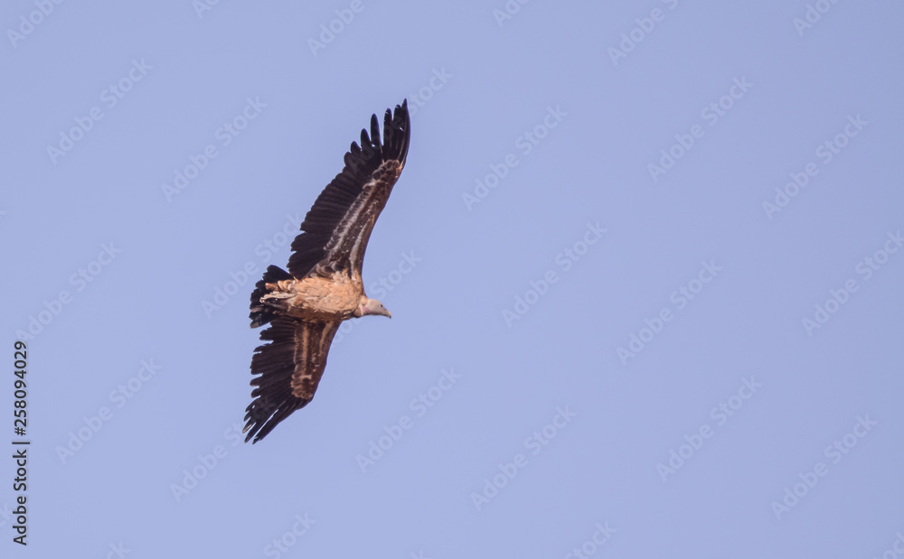 Fototapeta premium Vulture in simien mountain