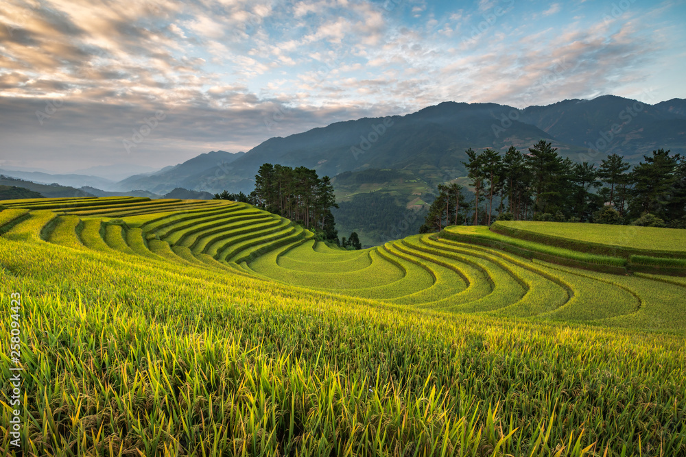 Naklejka premium Rice terrace Mountains in Mu can chai, Vietnam