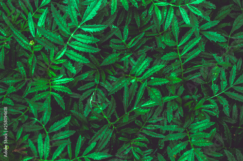 green leaves dark background,natural green leaves texture for a background