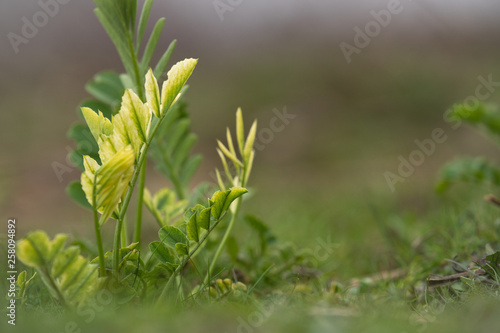 spring green grass