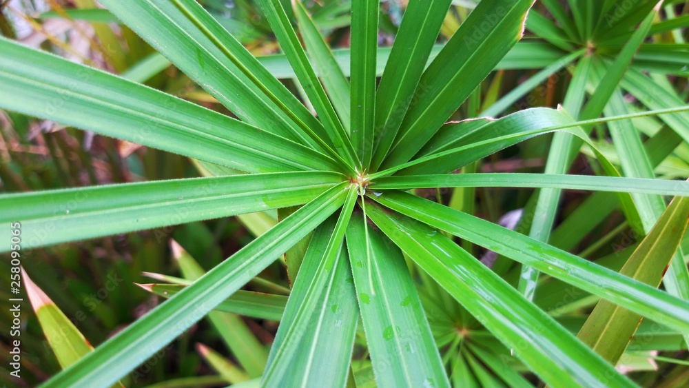The green color of the leaves is bright and comfortable. The green color of the leaves is bright and comfortable.