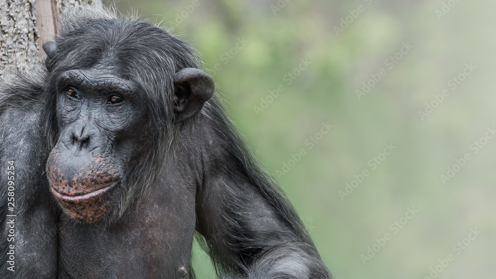 Portrait of laughing and smiling Chimpanzee Portrait of laughing and smiling Chimpanzee