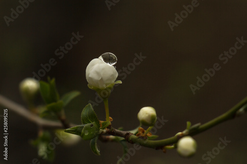 evening primrose, spring blossom