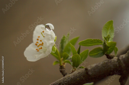 evening primrose, spring blossom