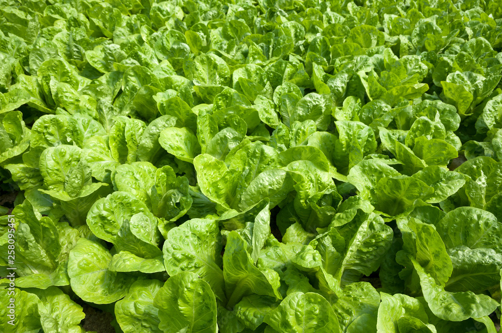 Growing organic hydroponic lettuce Growing organic hydroponic lettuce