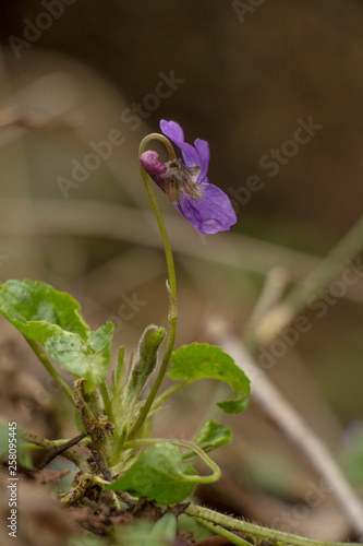 evening primrose, spring blossom