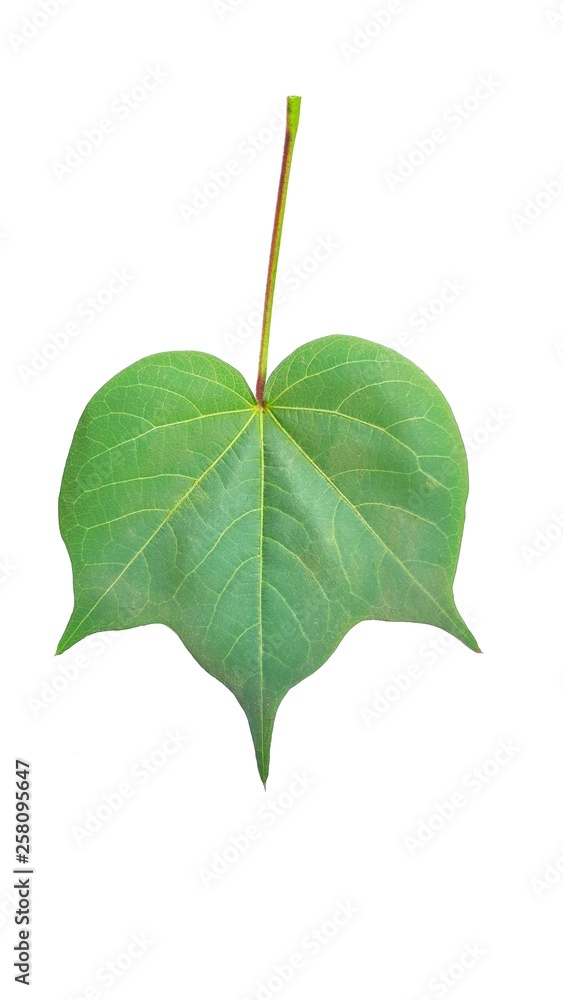 Fototapeta premium The green color of the leaves is bright and comfortable.