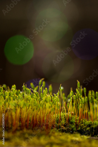evening primrose, spring blossom