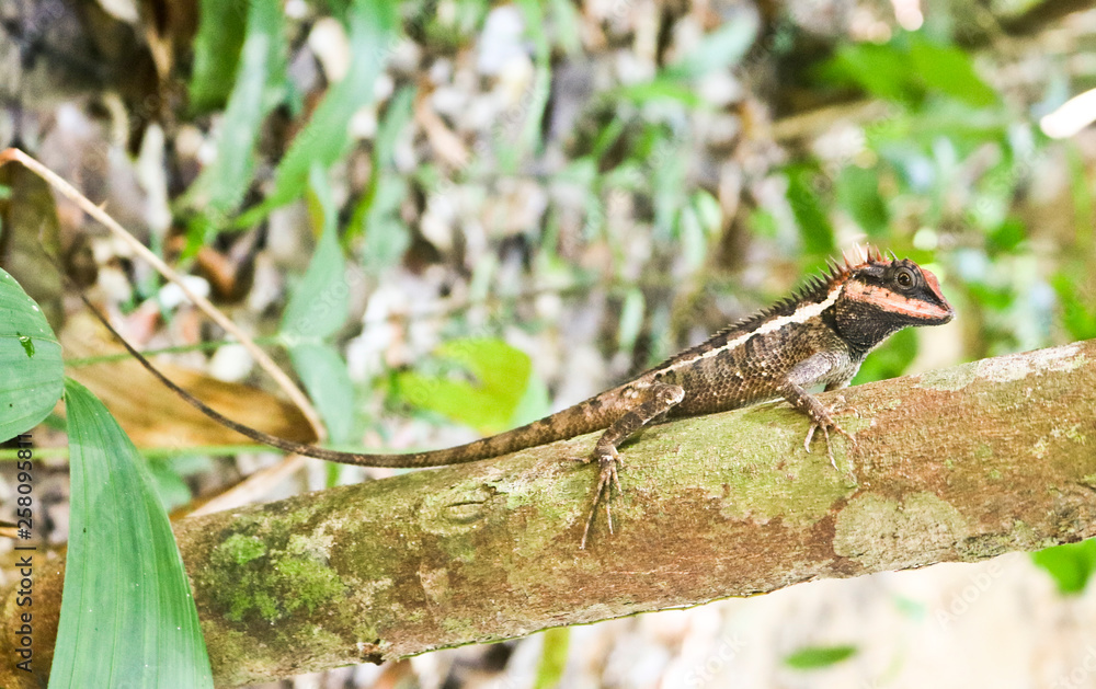 Emma Gray's forest lizard (Calotes emma) is an agamid lizard sitting on a branch Emma Gray's forest lizard (Calotes emma) is an agamid lizard sitting on a branch