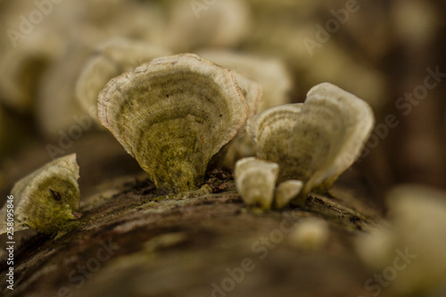 sulfur fungus, Polyporaceae familyasından yenilebilen bir mantar