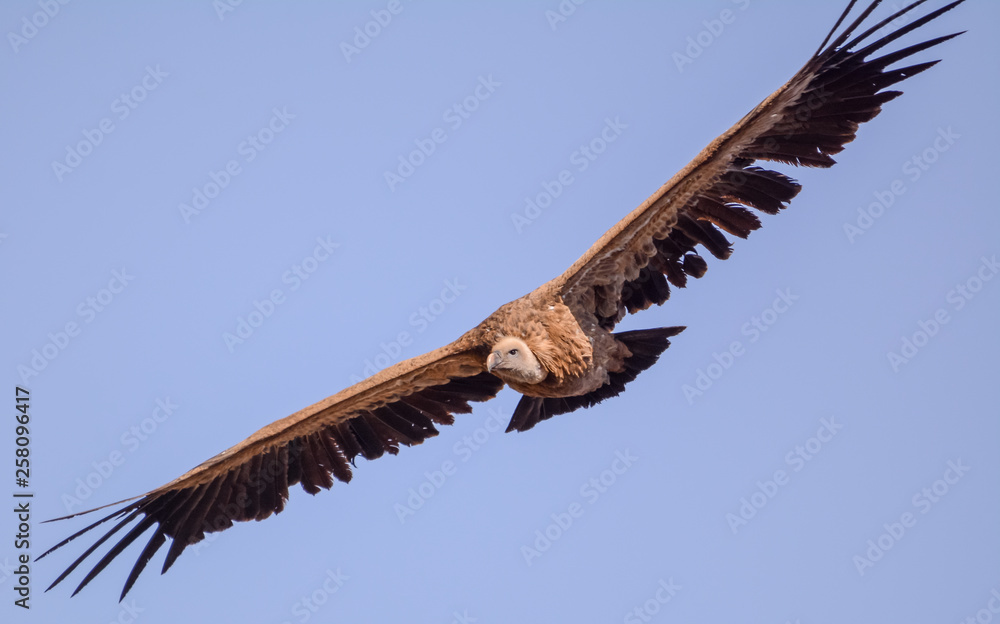 Obraz premium Vulture in simien mountain