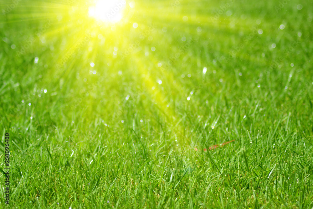 Fototapeta premium background with green grass and sun