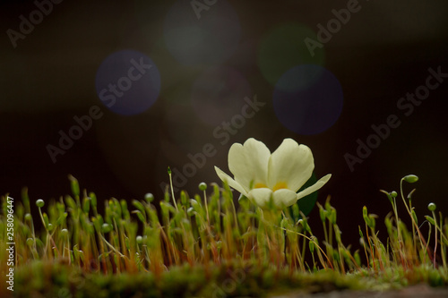 evening primrose, spring blossom
