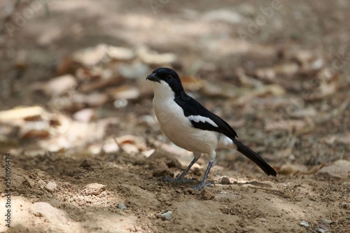 An Ethiopian boubou, Laniarius aethiopicus, on a forest floor.