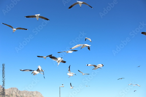 Cape Seagulls in Flight