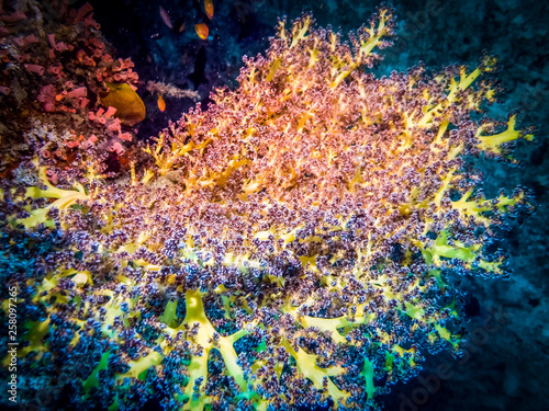 Coral polyp at the bottom of the sea. Coral reef