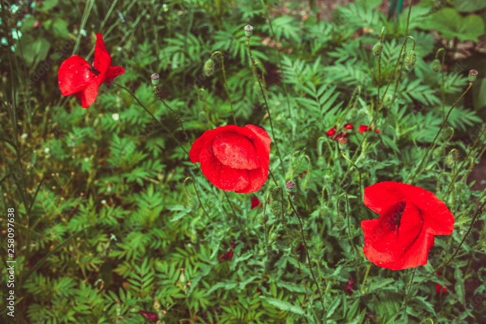 close up of beautiful red poppy flower close up of beautiful red poppy flower