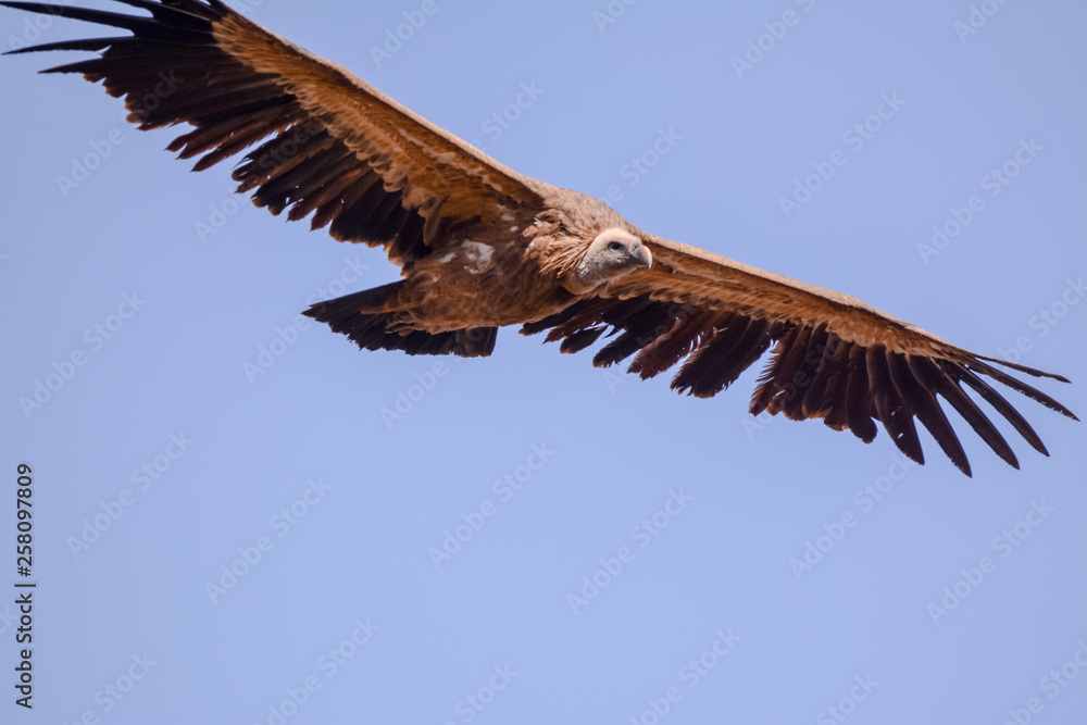 Fototapeta premium Vulture in simien mountain