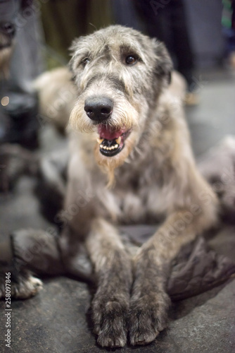 Gray big Irish Wolfhound dog lying on the floor
