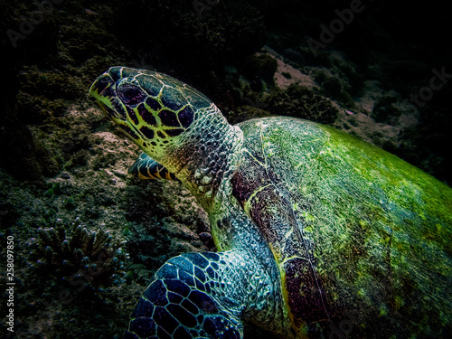 Sea turtle at reef. Hawksbill Turtle - Eretmochelys imbricata floats under water.