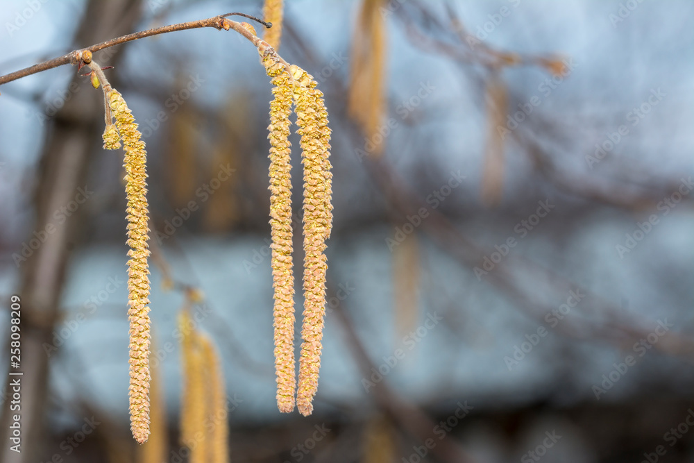 Naklejka premium Yellow flower of the Hazel or Corylus plant