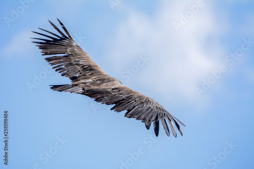 Air vulture in Simien mountain