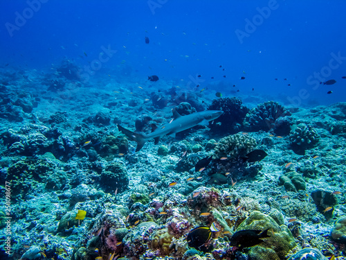 Reef shark searching for food