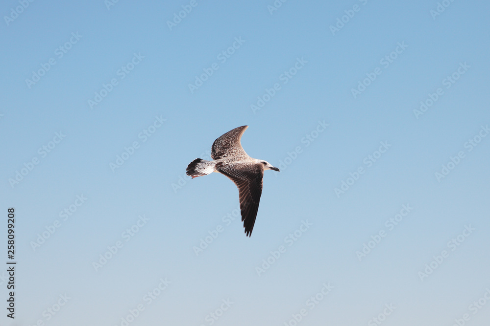 Seagull in the sky. Bird in flight. Seagull in the sky. Bird in flight.