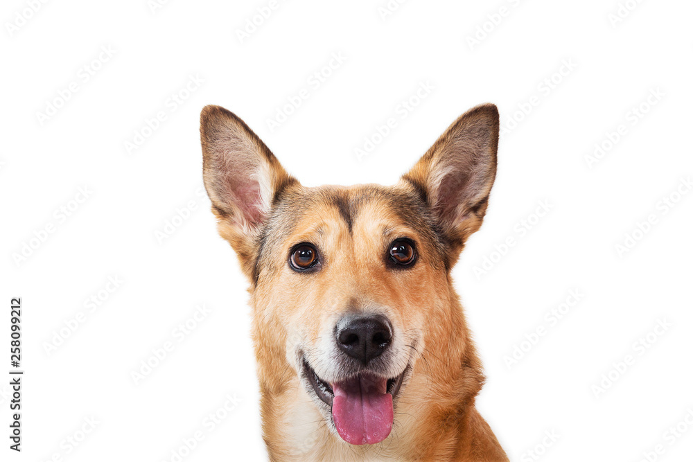 Red hair dog sitting, looking at the camera, isolated on white