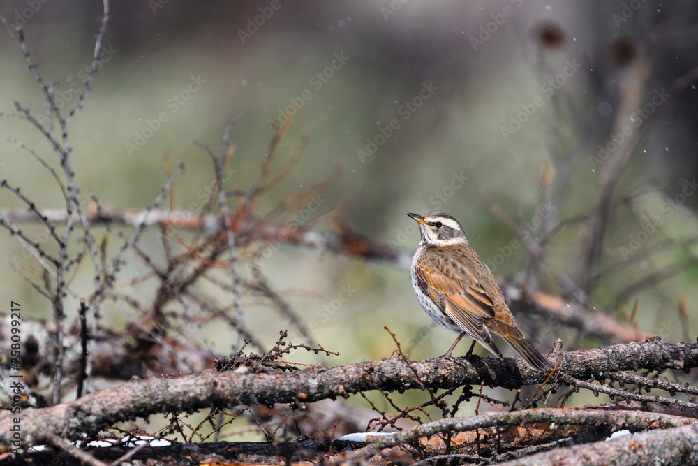 Fototapeta premium ツグミ
