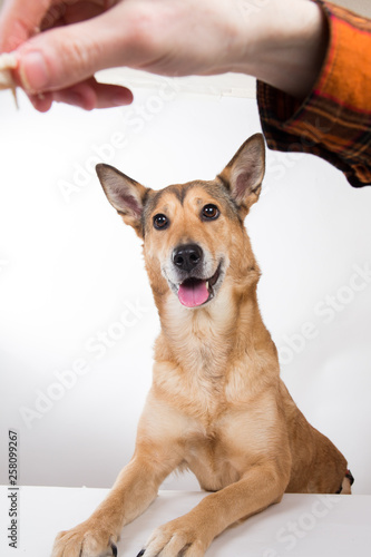 Friendship and partnership between man and dog -- isolated on white