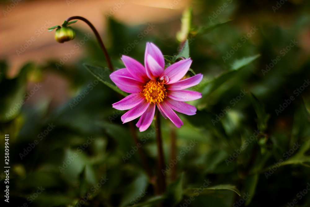Fototapeta premium pink flower in garden