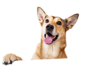 Red hair dog sitting, looking at the camera, isolated on white