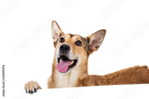 Red hair dog sitting, looking at the camera, isolated on white