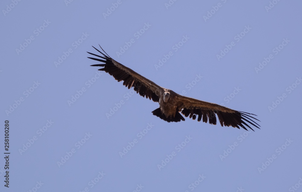 Fototapeta premium Air vulture in Simien mountain