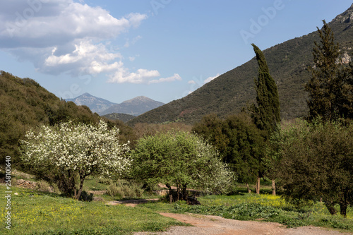 Blossoming tree on a background of mountains (mountain Achaea, Peloponnese, Greece) photo