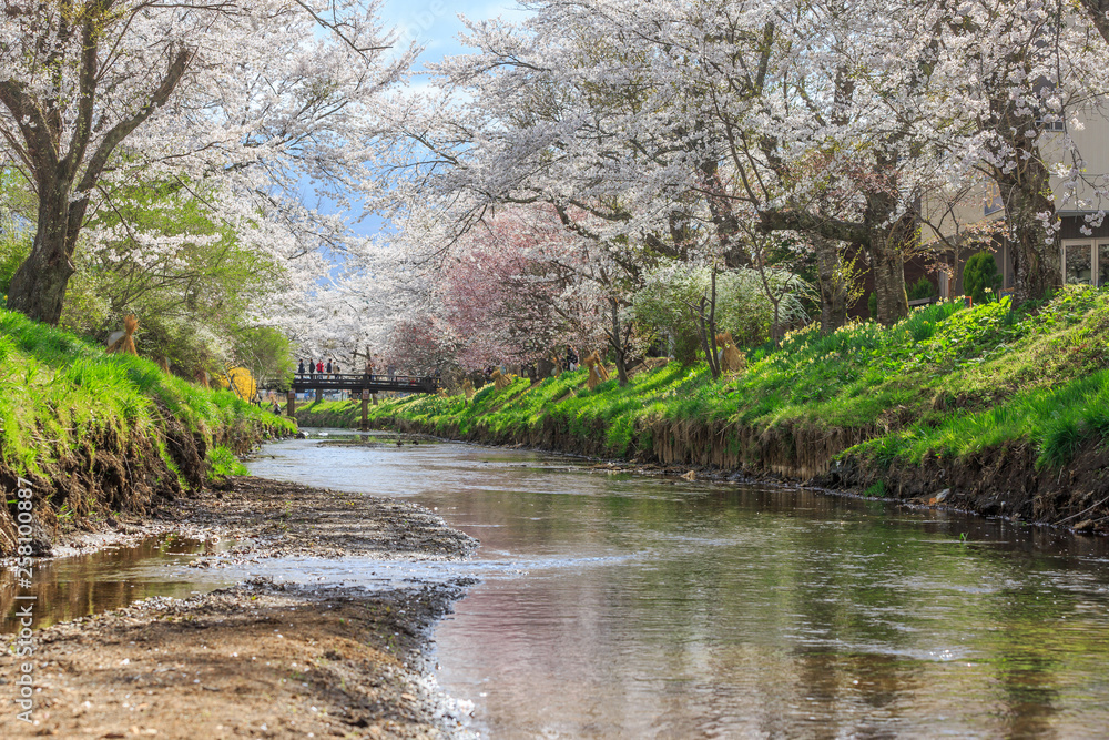 Full bloom cherry blossom tree along canal Full bloom cherry blossom tree along canal