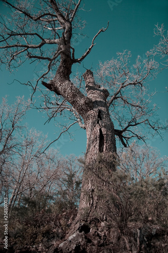 Forest - Las Alpujarras