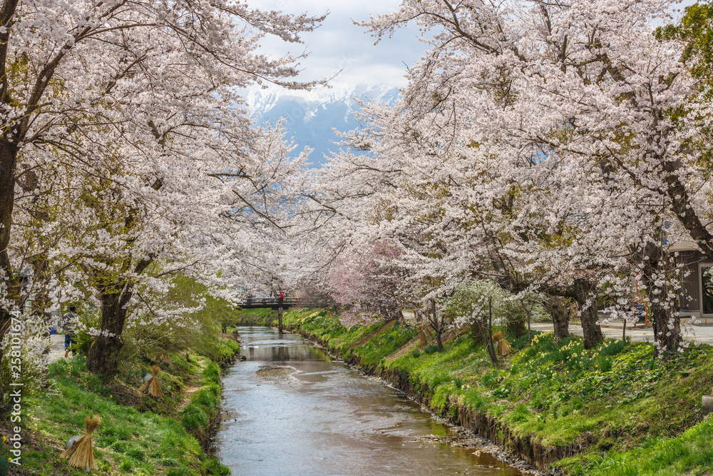 Cherry blossom tree are blooming along the river Cherry blossom tree are blooming along the river