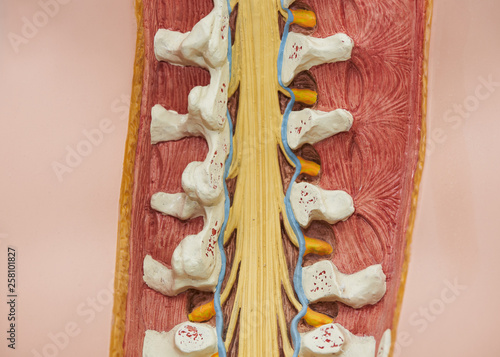 View from the back of thoracolumbar spine model photo
