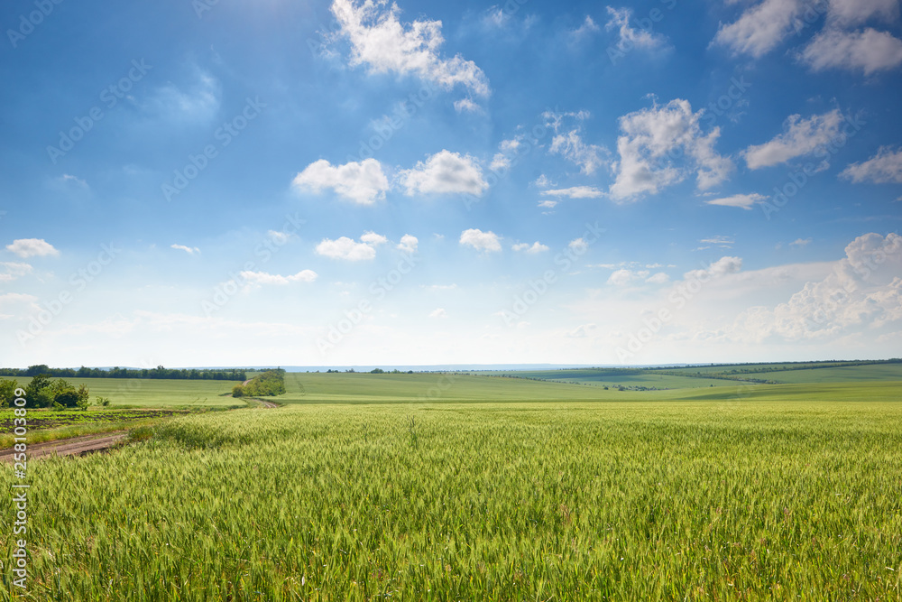 spring landscape - agricultural field with young ears of wheat, green plants and beautiful sky