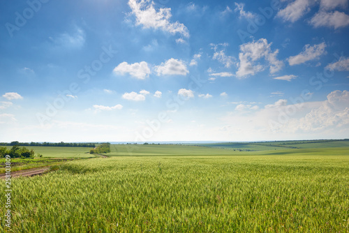 spring landscape - agricultural field with young ears of wheat  green plants and beautiful sky
