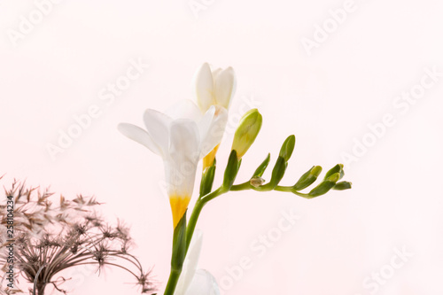 Blossoms of a white Freesia (Freesia refracta) with a soft pink, rose background. - Bilder