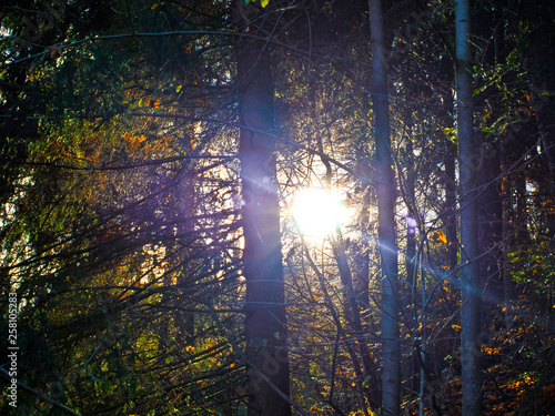 Abendsonne im Wald